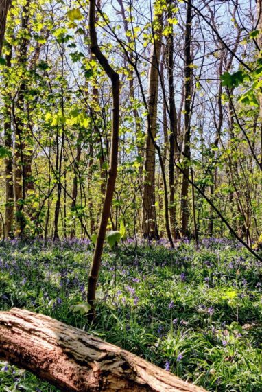 Lille au vert : mon guide des parcs et jolies promenades