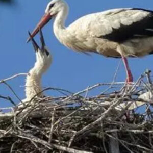Strasbourg et ses alentours