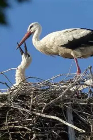 Strasbourg et ses alentours